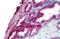 TBC1 Domain Family Member 10A antibody, orb94390, Biorbyt, Immunohistochemistry paraffin image 