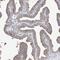 WD Repeat Domain 77 antibody, NBP1-82779, Novus Biologicals, Immunohistochemistry paraffin image 