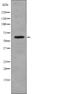 CD19 antibody, abx149056, Abbexa, Western Blot image 