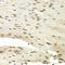 Protein Regulator Of Cytokinesis 1 antibody, LS-C349014, Lifespan Biosciences, Immunohistochemistry paraffin image 