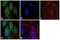 PTTG1 Regulator Of Sister Chromatid Separation, Securin antibody, 34-1500, Invitrogen Antibodies, Immunofluorescence image 