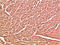 Cadherin 5 antibody, STJ98913, St John