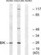 BCL2 Interacting Killer antibody, LS-C117549, Lifespan Biosciences, Western Blot image 