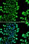 Ring Finger Protein 7 antibody, orb247884, Biorbyt, Immunofluorescence image 