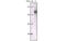 Cytokeratin Pan  antibody, MBS837965, MyBioSource, Western Blot image 