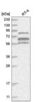 Abl Interactor 1 antibody, NBP2-56144, Novus Biologicals, Western Blot image 