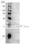 Endosialin antibody, 62-215, BioAcademia Inc, Western Blot image 