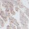 Collagen Type VI Alpha 2 Chain antibody, FNab01845, FineTest, Immunohistochemistry frozen image 