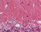 Tubulin alpha-3C/D chain antibody, orb89814, Biorbyt, Immunohistochemistry paraffin image 