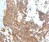 Gonadotropin Releasing Hormone Receptor antibody, V2546IHC-7ML, NSJ Bioreagents, Immunohistochemistry frozen image 