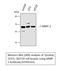 Matrix Metallopeptidase 2 antibody, STJ94163, St John