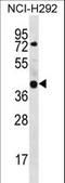 GTP Binding Protein 10 antibody, LS-C166734, Lifespan Biosciences, Western Blot image 