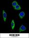 Adrenoceptor Alpha 2B antibody, 63-520, ProSci, Immunofluorescence image 