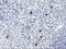 Ribosomal Protein S6 Kinase B1 antibody, LS-C172782, Lifespan Biosciences, Immunohistochemistry paraffin image 