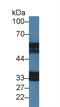 Interleukin 18 Receptor 1 antibody, MBS2027865, MyBioSource, Western Blot image 