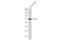 Lipoprotein Lipase antibody, GTX101125, GeneTex, Western Blot image 