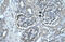 Pancreatic Lipase antibody, 27-962, ProSci, Immunohistochemistry frozen image 