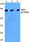 Heat Shock Transcription Factor 1 antibody, PA5-36851, Invitrogen Antibodies, Western Blot image 