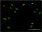 Zinc Finger Protein 287 antibody, MA5-22352, Invitrogen Antibodies, Immunofluorescence image 