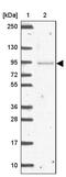 Nuclear Pore Complex Interacting Protein Family Member A3 antibody, PA5-62817, Invitrogen Antibodies, Western Blot image 