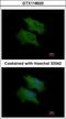 Complement Factor H Related 1 antibody, GTX118620, GeneTex, Immunofluorescence image 