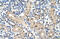 G Protein-Coupled Receptor 161 antibody, 29-741, ProSci, Immunohistochemistry frozen image 