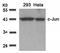 Jun Proto-Oncogene, AP-1 Transcription Factor Subunit antibody, AP02563PU-S, Origene, Western Blot image 