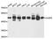 Caspase 9 antibody, abx136140, Abbexa, Western Blot image 