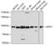 Adaptor Protein, Phosphotyrosine Interacting With PH Domain And Leucine Zipper 1 antibody, 19-426, ProSci, Western Blot image 