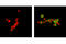 Hematopoietic Cell-Specific Lyn Substrate 1 antibody, 13090S, Cell Signaling Technology, Immunofluorescence image 