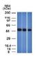 Enolase 2 antibody, orb388068, Biorbyt, Western Blot image 