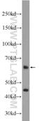 Zinc Finger Protein 497 antibody, 25178-1-AP, Proteintech Group, Western Blot image 