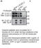 C-Type Lectin Domain Family 1 Member B antibody, TA353099L, Origene, Western Blot image 