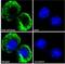 Neutrophil Cytosolic Factor 1 antibody, NBP2-26113, Novus Biologicals, Immunocytochemistry image 