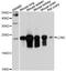 Lipocalin 2 antibody, STJ24382, St John