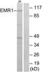 F4/80 antibody, LS-C120580, Lifespan Biosciences, Western Blot image 