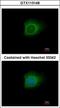Caspase 10 antibody, GTX113148, GeneTex, Immunofluorescence image 