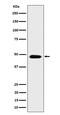 COP9 Signalosome Subunit 4 antibody, M09585, Boster Biological Technology, Western Blot image 