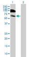 Death Inducer-Obliterator 1 antibody, H00011083-B01P, Novus Biologicals, Western Blot image 