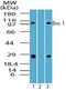 Basonuclin 1 antibody, PA5-23205, Invitrogen Antibodies, Western Blot image 