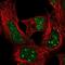 Homeobox A4 antibody, PA5-63814, Invitrogen Antibodies, Immunofluorescence image 