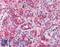 CD36 Molecule antibody, LS-C142205, Lifespan Biosciences, Immunohistochemistry frozen image 