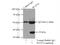 Wnt Family Member 7A antibody, 10605-1-AP, Proteintech Group, Immunoprecipitation image 
