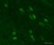 Fragile X mental retardation 1 protein antibody, ab17722, Abcam, Immunohistochemistry frozen image 