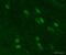 Fragile X Mental Retardation 1 antibody, ab17722, Abcam, Immunohistochemistry frozen image 
