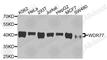 WD Repeat Domain 77 antibody, A9921, ABclonal Technology, Western Blot image 