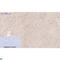 Caspase 1 antibody, LS-C813295, Lifespan Biosciences, Immunohistochemistry frozen image 
