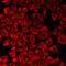 Solute Carrier Family 22 Member 5 antibody, LS-C668109, Lifespan Biosciences, Immunofluorescence image 