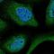 WD Repeat Domain 61 antibody, NBP1-80845, Novus Biologicals, Immunofluorescence image 