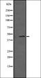 5-Hydroxytryptamine Receptor 3E antibody, orb335518, Biorbyt, Western Blot image 